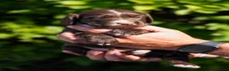Sprocker dogs for sale: F1 Sprocker Puppies - Working or Active Pet Homes - Advert 4