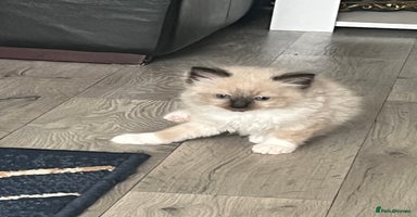 Ragdoll cats - Advert 8