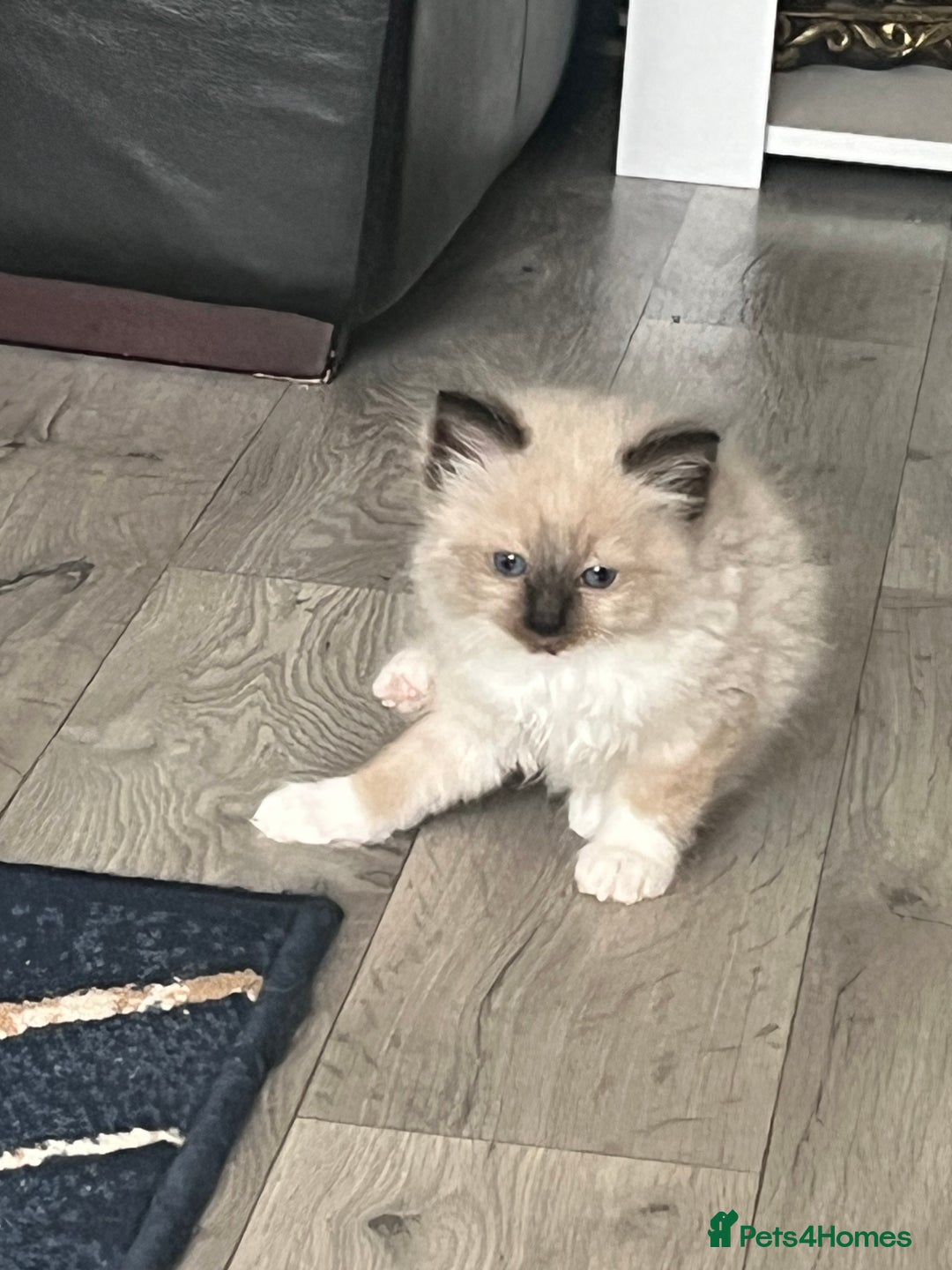 Ragdoll cats for sale: Amazing pure bred ragdolls  - Image 6