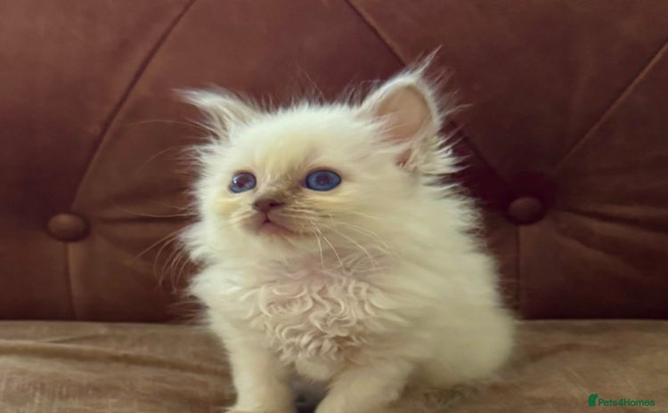 Birman cats - Advert 1