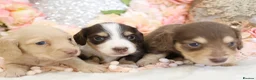 Miniature Dachshund dogs for sale: KC Longhair Miniature Dachshund Puppies in Wisbech - Advert 10