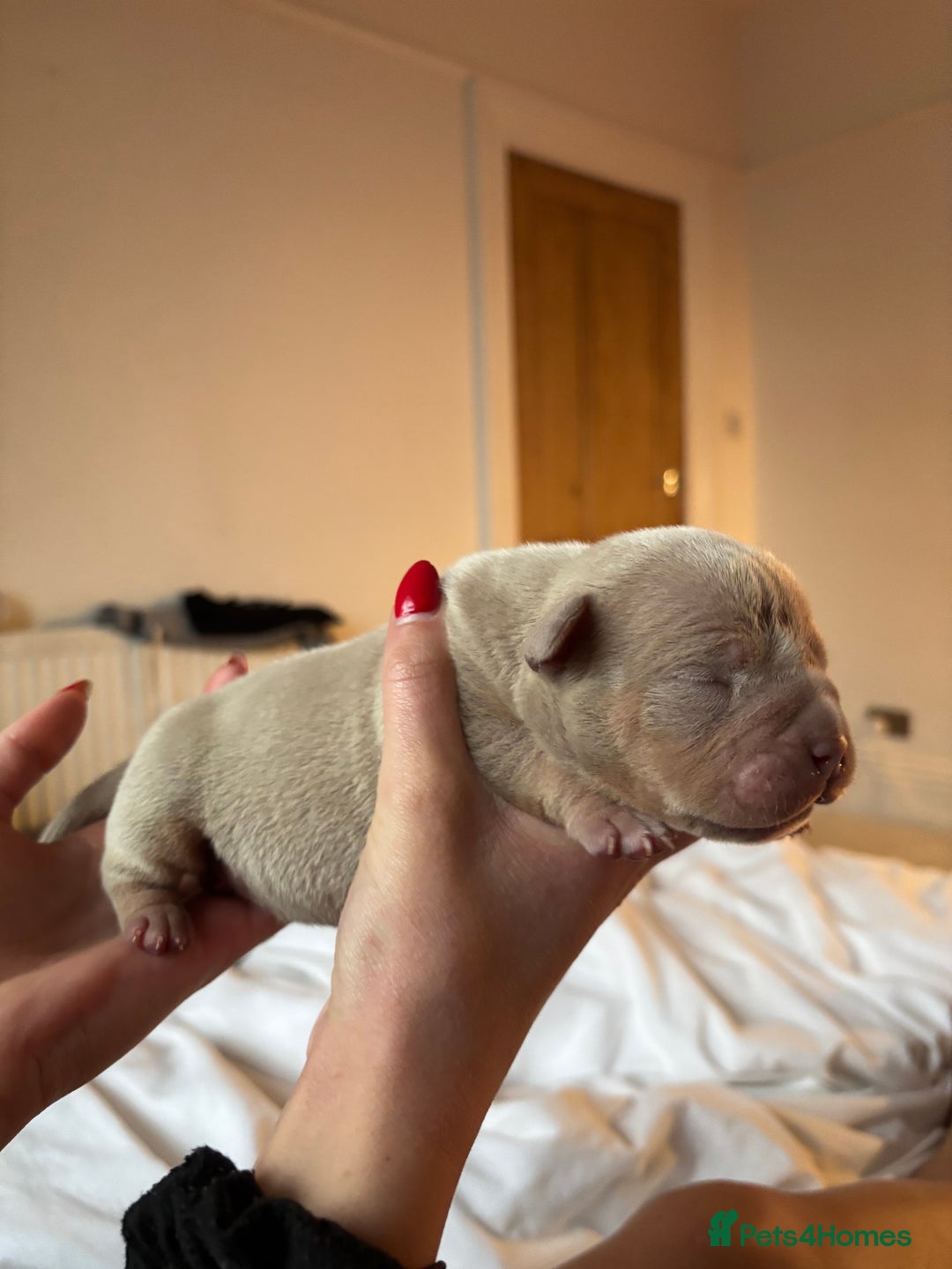 American Bully dogs for sale: 💙🐾 2 Stunning American Pocket Bully Puppies 🐾💙 - Advert 11