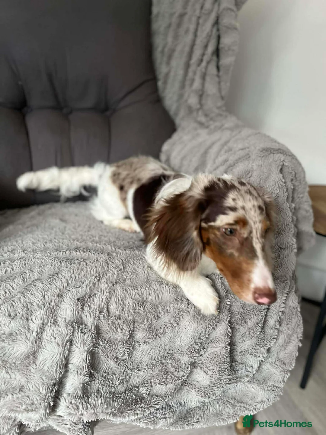 Dachshund dogs for stud: Stud miniature long hair  - Advert 2