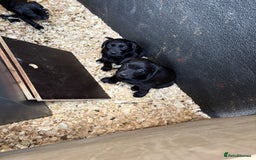Labrador Retriever dogs for sale: Gorgeous Working Labrador Pups AVAILABLE NOW! - Image 7