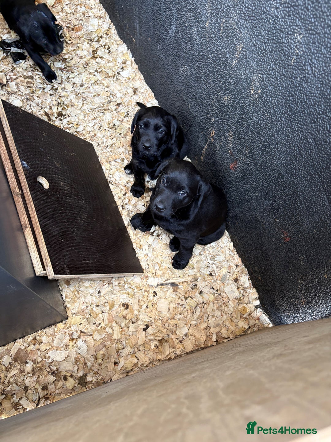 Labrador Retriever dogs for sale: Gorgeous Working Labrador Pups AVAILABLE NOW! - Image 7