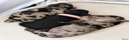 Cockapoo dogs for sale: F1bb Cockapoo Puppies – Merle, Champagne & Black - Advert 6