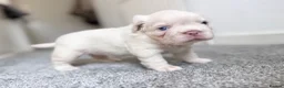 French Bulldog dogs for sale: CREAM FLUFFY FRENCHIE in Blackwood - Advert 5