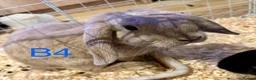 Mini Lop rabbits for sale: Beautiful Mini Lop Bunnies  - Advert 5