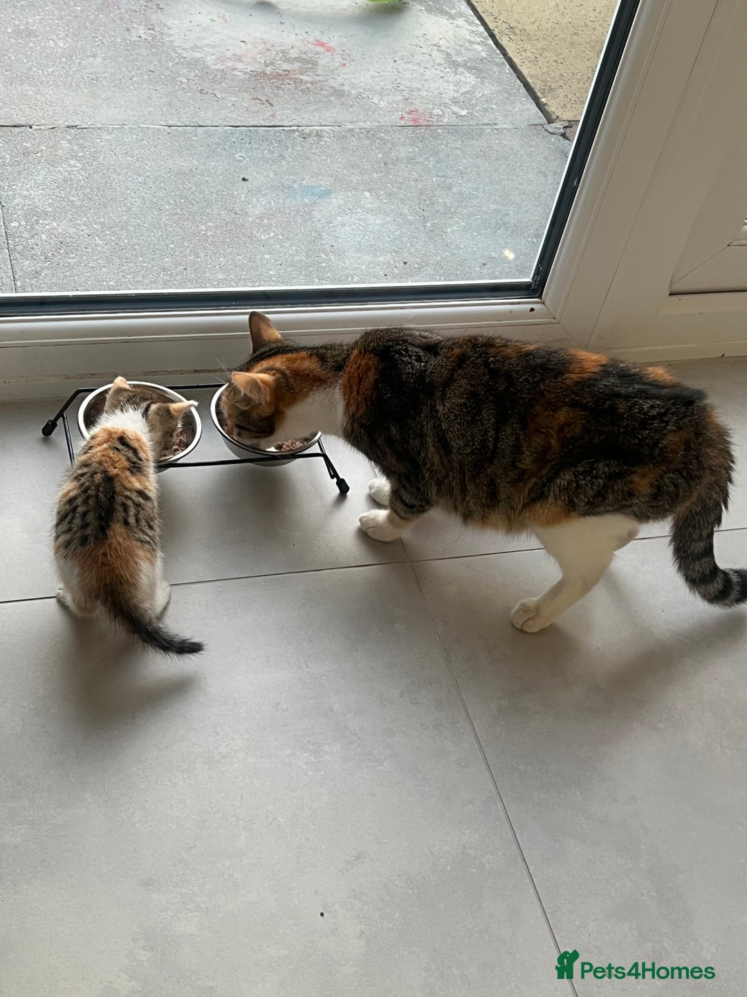 Domestic Shorthair cats for sale: 3 kitten for sale  - Image 7