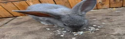 French Lop rabbits for sale: Continental x French lop 🩶 READY TO LEAVE NOW  - Advert 5