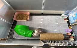 Mini Lion Lop rabbits for sale: Indoor rabbits  - Image 1