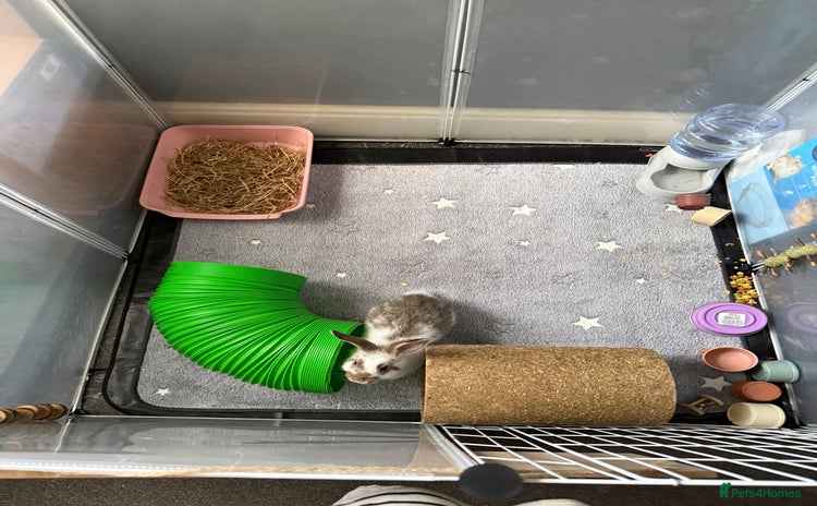 Mini Lion Lop rabbits - Advert 1