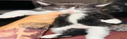 Mixed Breed cats for sale: Beautiful Kittens 🐱  - Advert 5