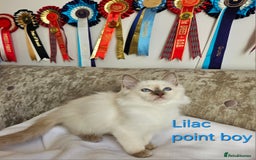 Ragdoll cats for sale: GCCF REGISTERED PEDIGREE RAGDOLL KITTENS - Image 10