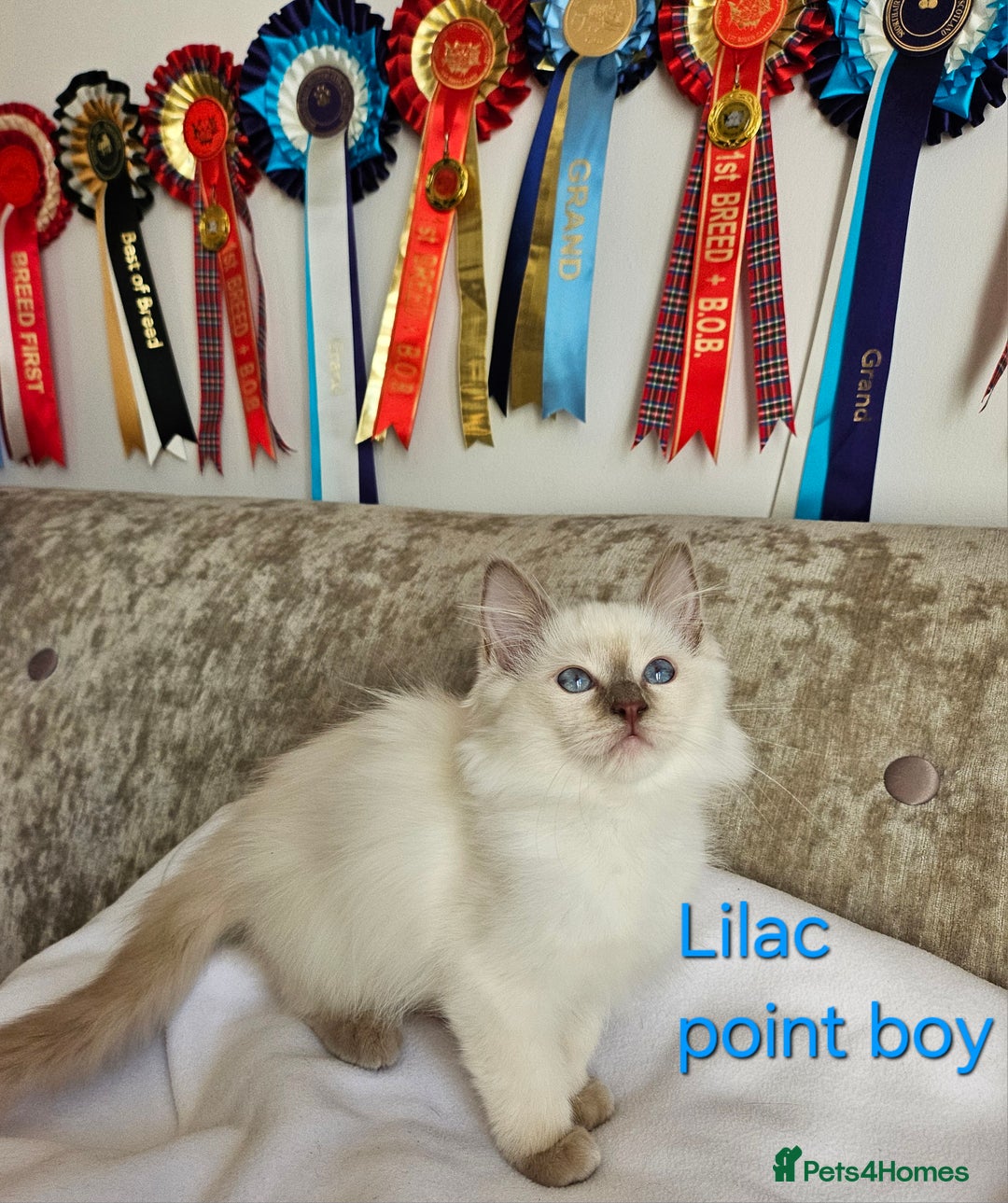 Ragdoll cats for sale: GCCF REGISTERED PEDIGREE RAGDOLL KITTENS - Image 10
