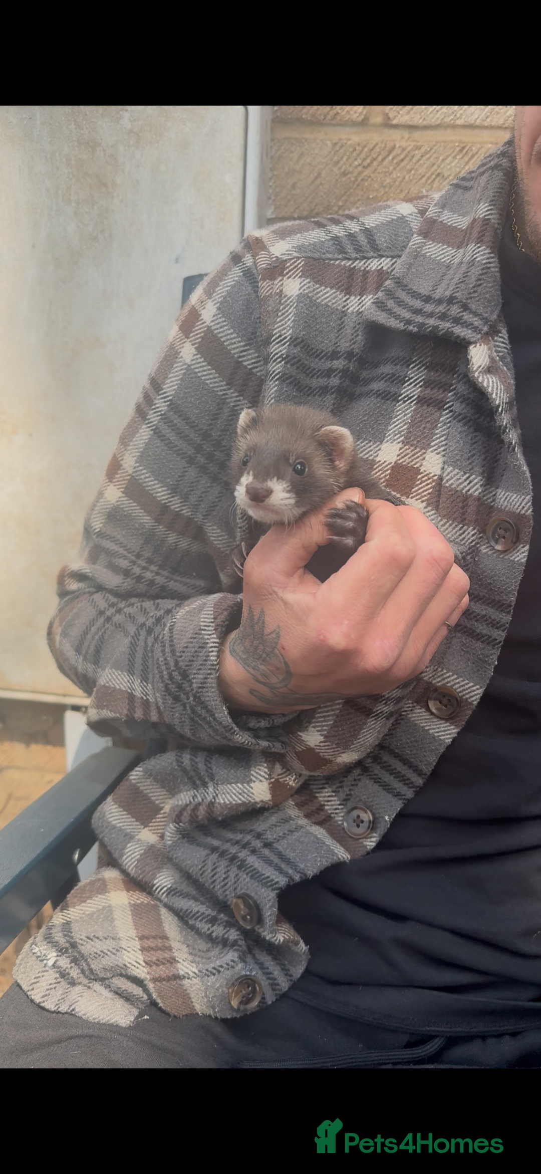 Ferret rodents for sale: Baby ferrets - Image 8