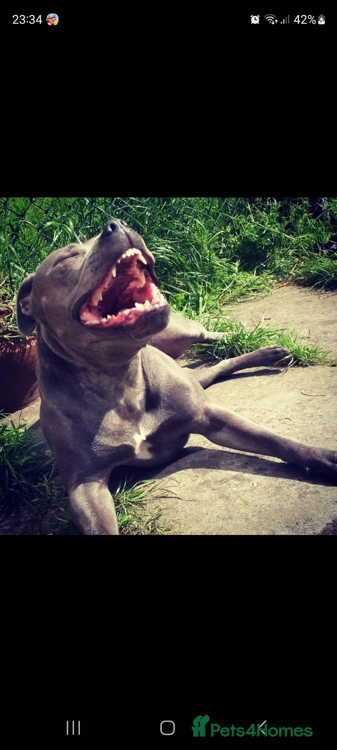 Staffordshire Bull Terrier dogs for sale: #Ready2go Kc registered blue staffy pups 4 sale - Image 10