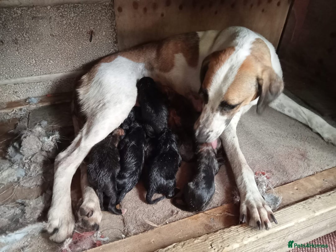 Mixed Breed dogs for sale: Lurcher pups  - Image 6
