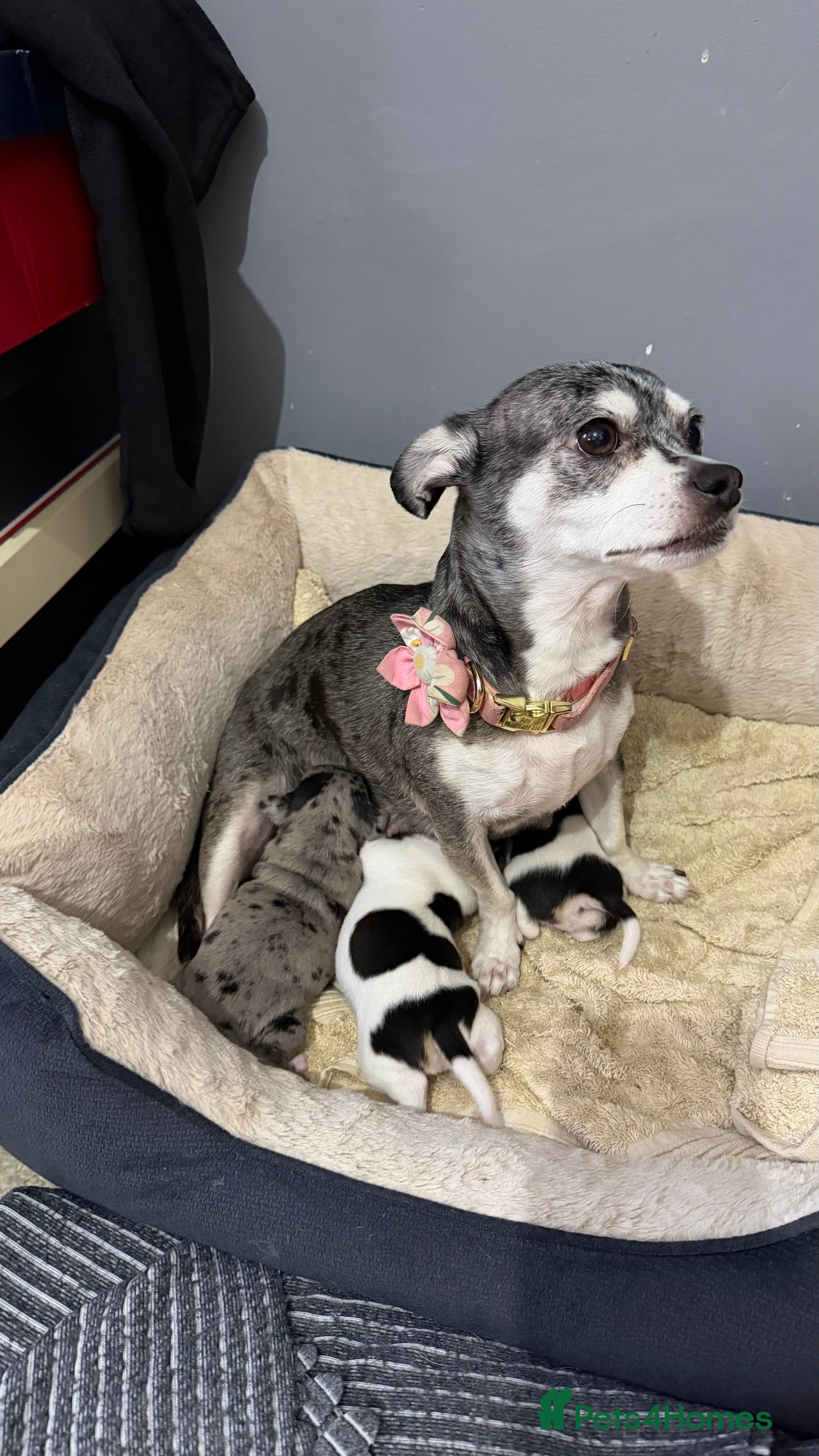 Chihuahua dogs Chihuahua Boy - Advert 2