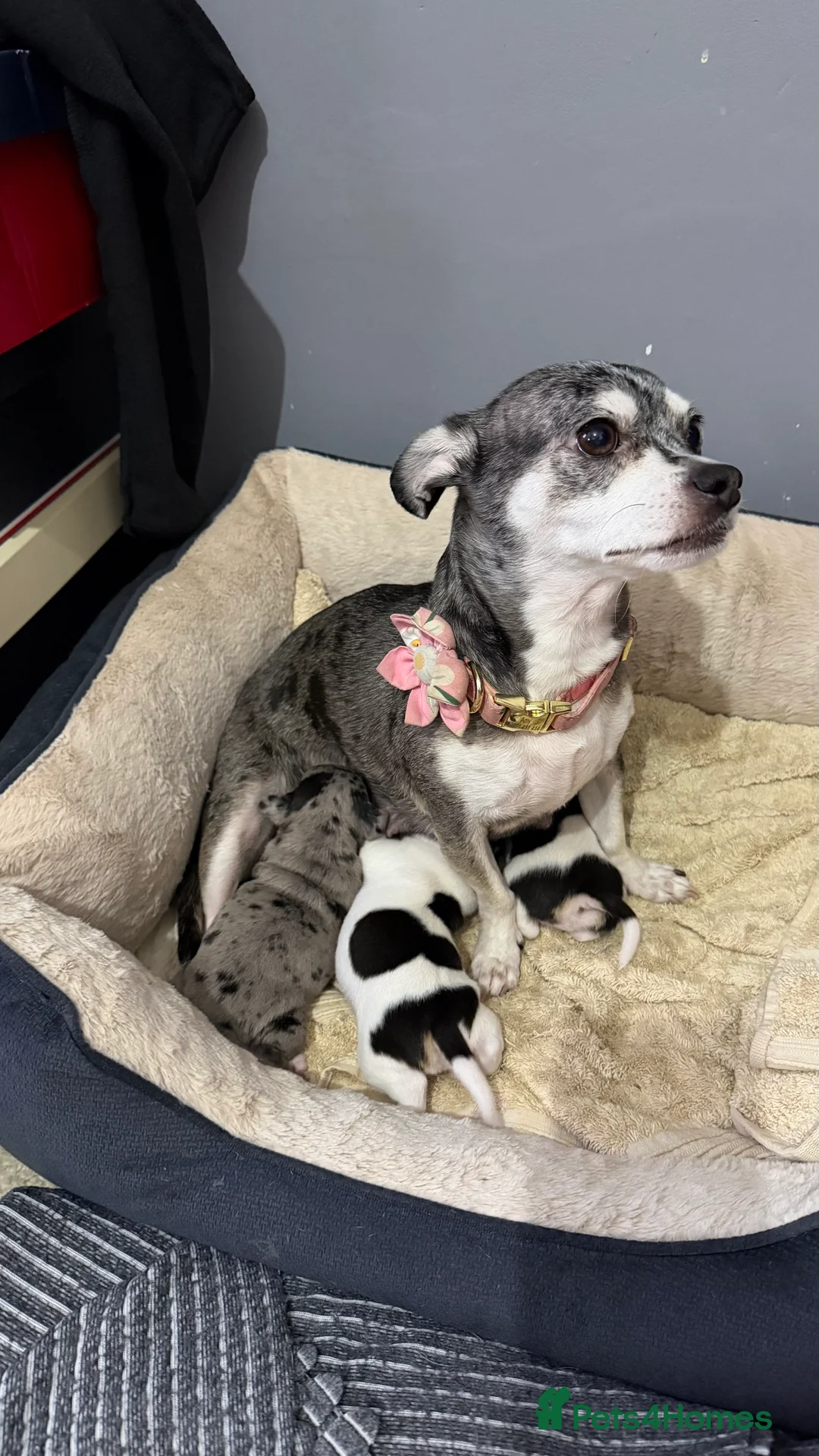 Chihuahua dogs for sale: Chihuahua Boy - Advert 1