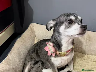 Chihuahua dogs Chihuahua Boy - Advert 13