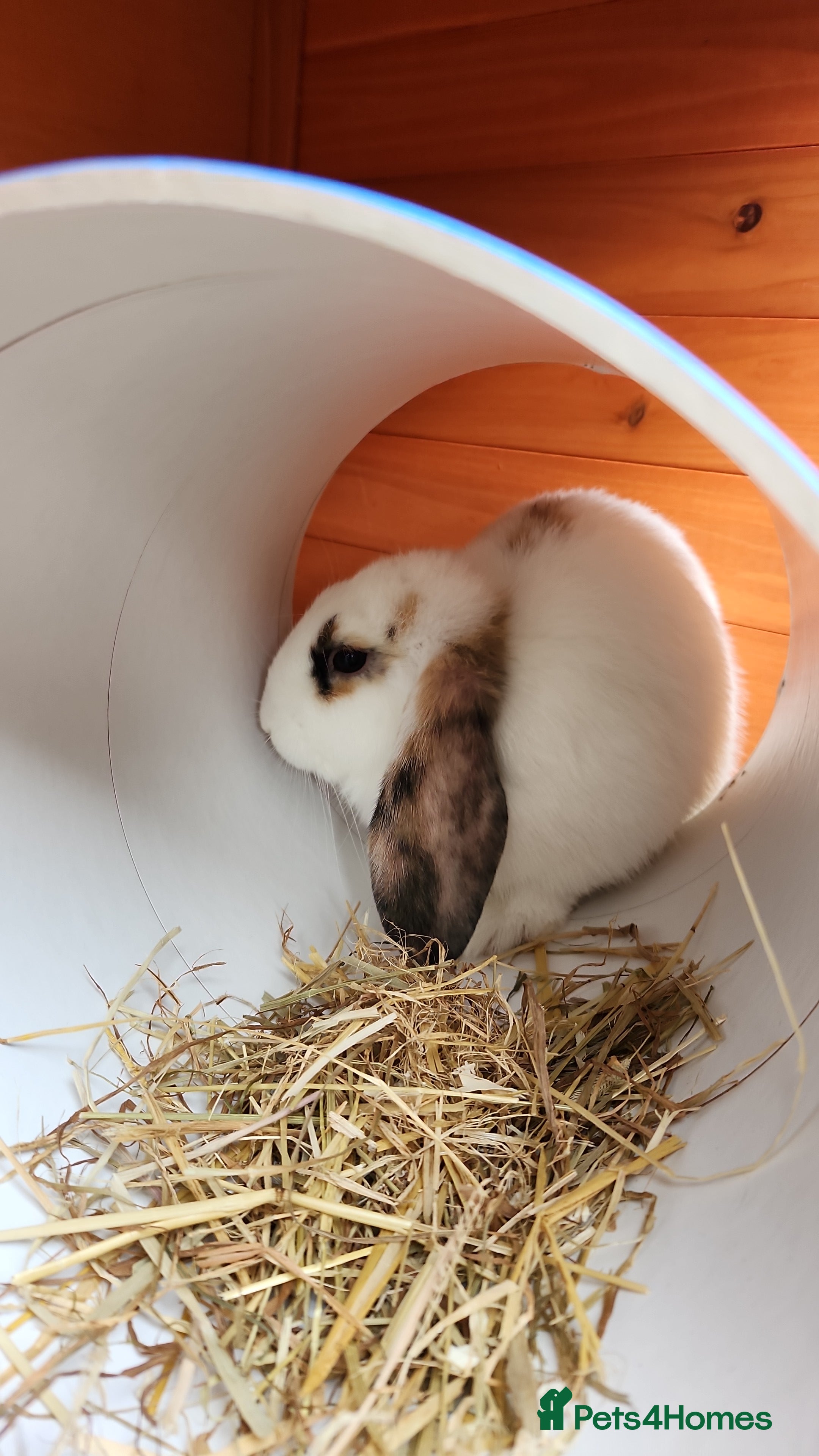 Mixed Breed rabbits Smudge and chalky - Advert 12