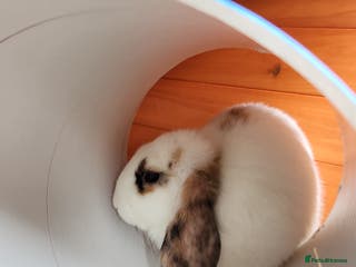 Mixed Breed rabbits Smudge and chalky - Advert 11