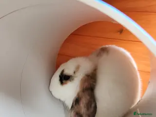 Mixed Breed rabbits Smudge and chalky - Advert 14