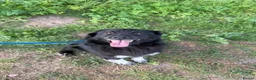 Mixed Breed dogs for adoption: Raven - Advert 2