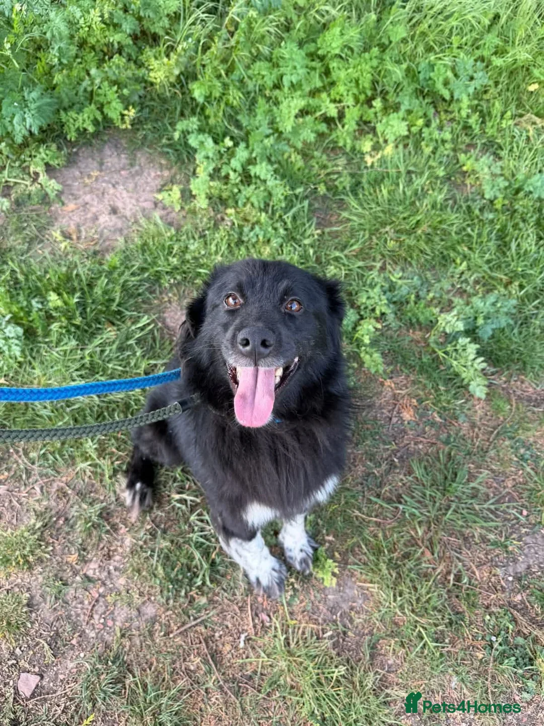 Mixed Breed dogs for adoption: Raven - Advert 2