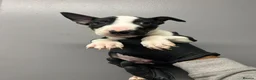 English Bull Terrier dogs for sale: Ready to leave now  - Advert 23