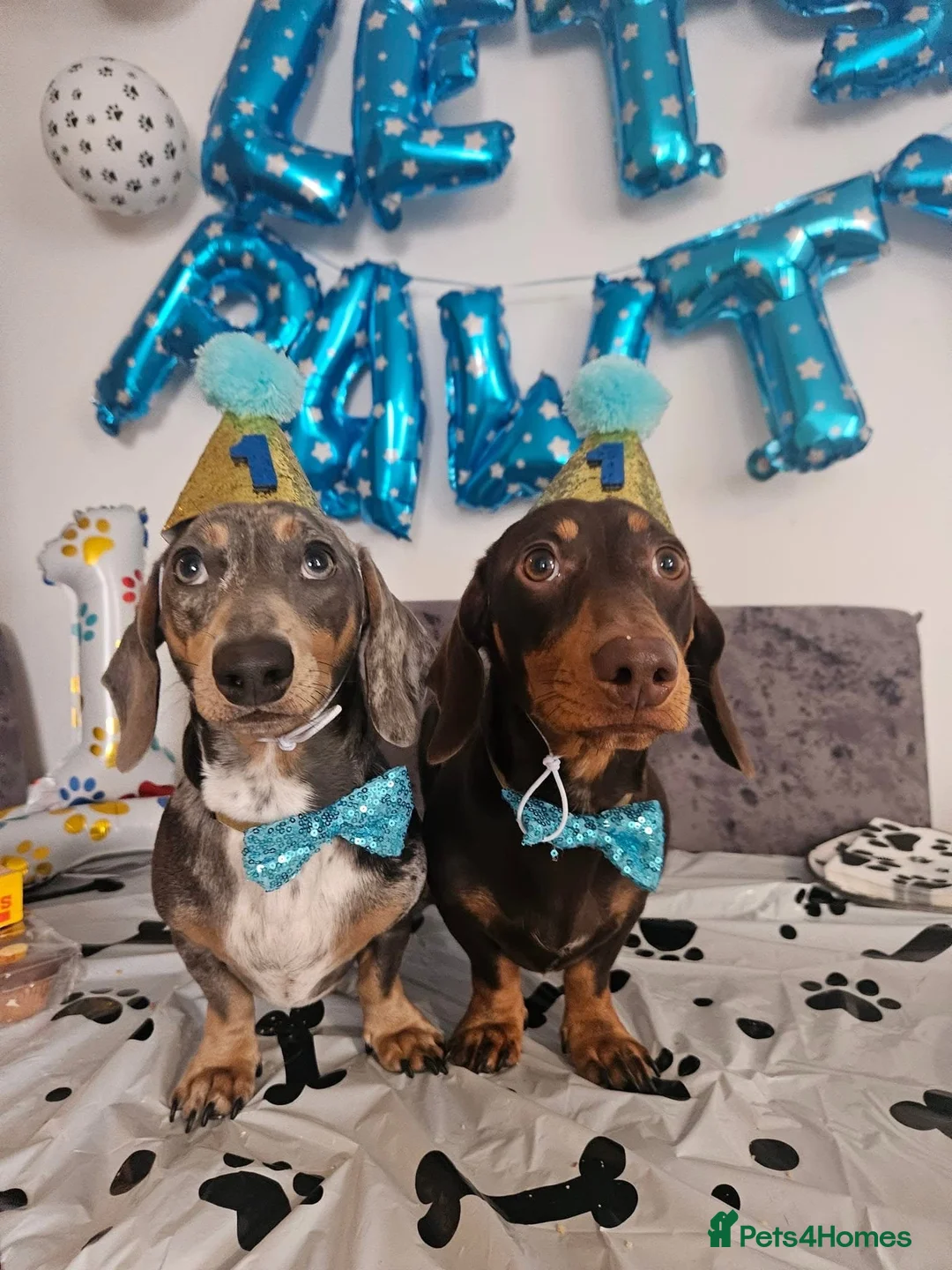 Dachshund dogs for sale: Ted & Milo - Advert 2