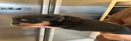 Rottweiler dogs for sale: Chunky Rottweiler puppies  in Sheffield - Advert 9