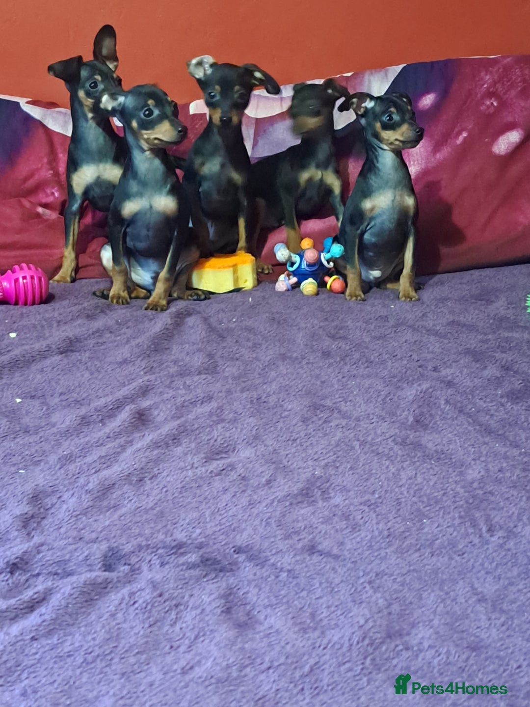 Miniature Pinscher dogs for sale: Miniature Pinscher Puppies 🐾   - Advert 2