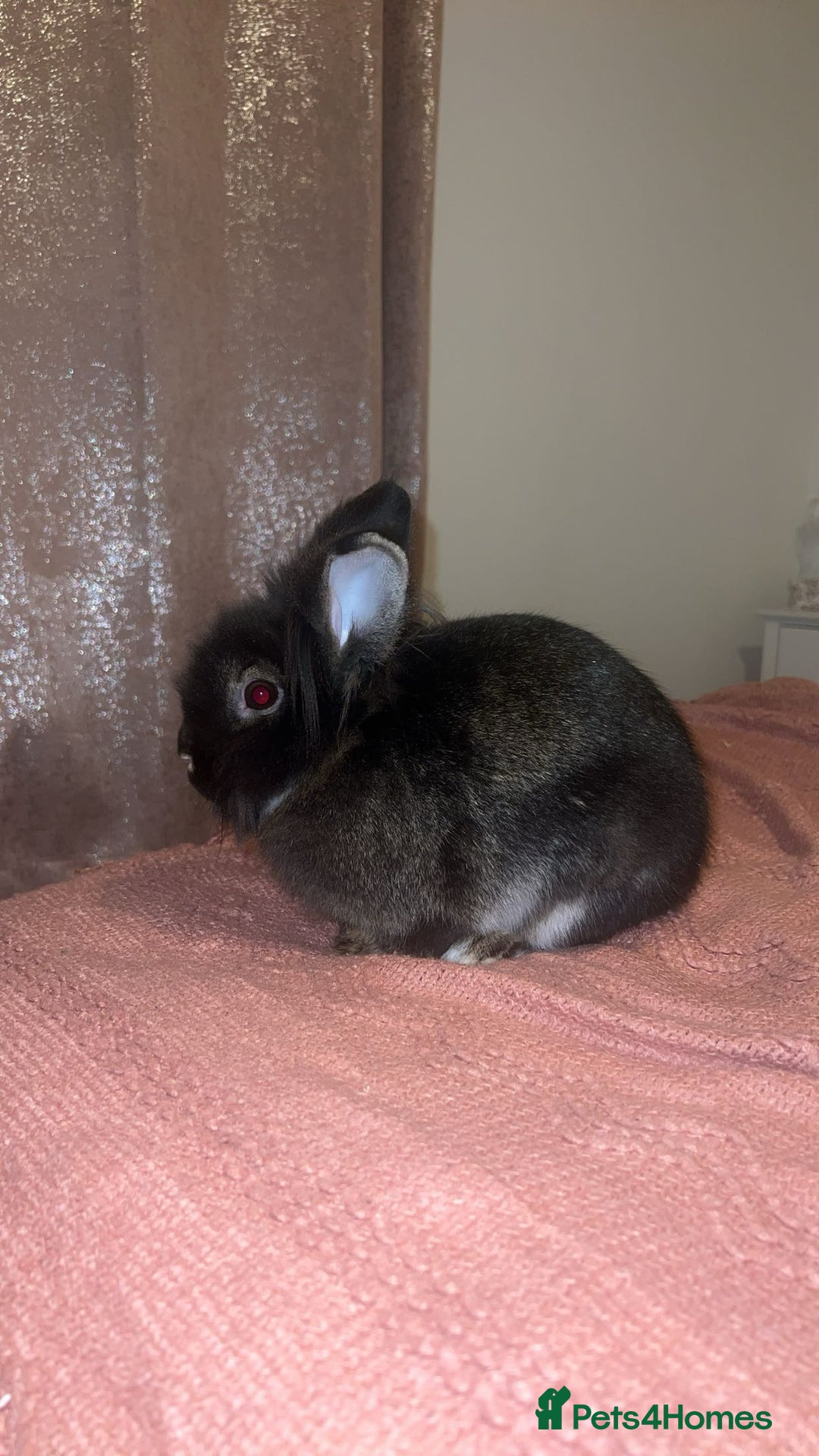 Lionhead rabbits for sale: Cute black lion head for sale  - Advert 2