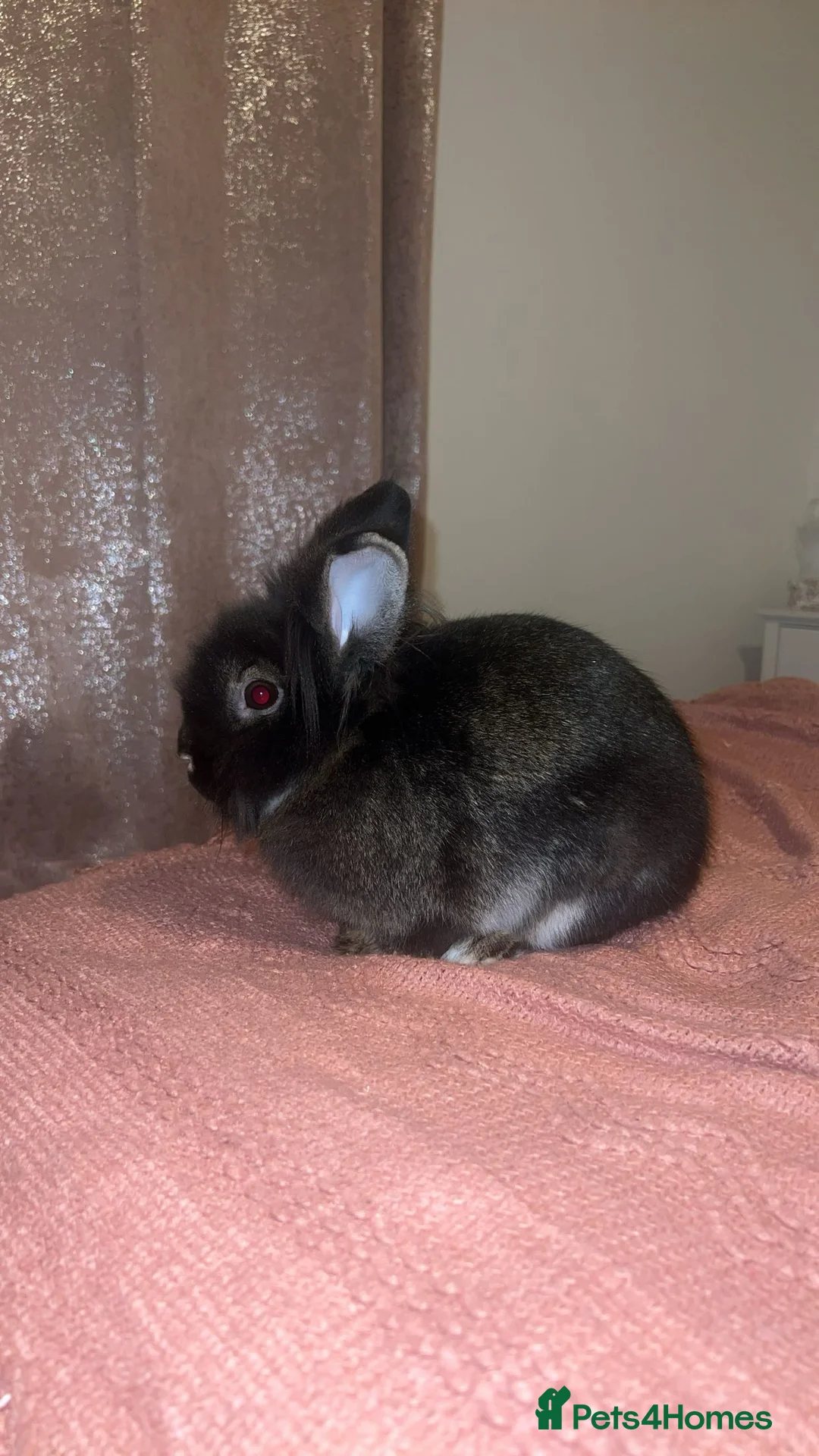 Lionhead rabbits for sale: Cute black lion head for sale  - Advert 2