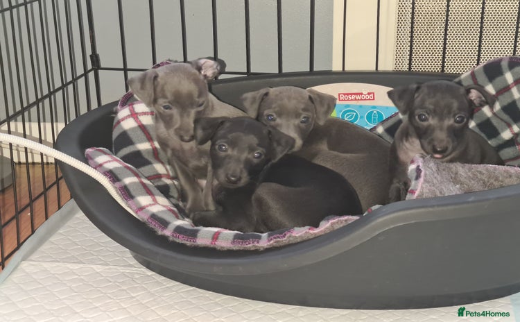 Italian Greyhound dogs - Advert 12