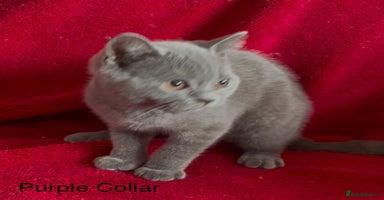 British Shorthair cats - Advert 15