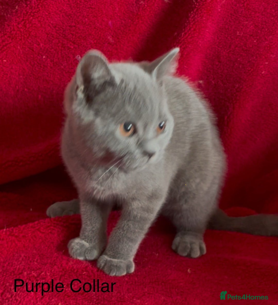 British Shorthair cats for sale: 5 Gorgeous Playful Friendly BSH Kittens Ready Now - Image 3