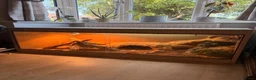 Bearded Dragon reptiles for sale: Female adult Bearded dragon  in Hailsham - Advert 1