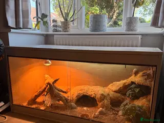 Bearded Dragon reptiles Female adult Bearded dragon - Advert 1