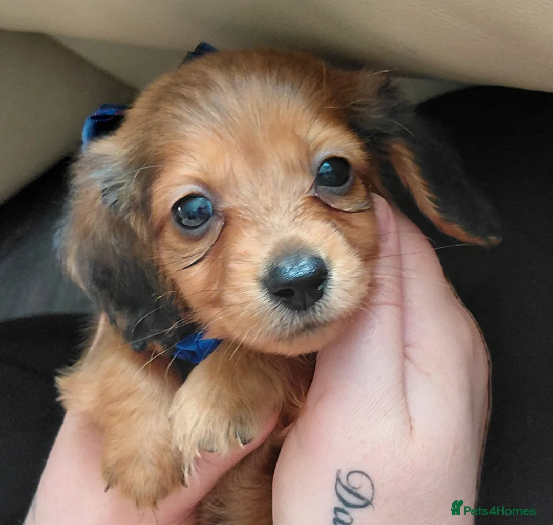 Miniature Dachshund dogs for sale: LongHaired Choc&Cream/RedShaded/Black&Red Mini's🐾 - Advert 38