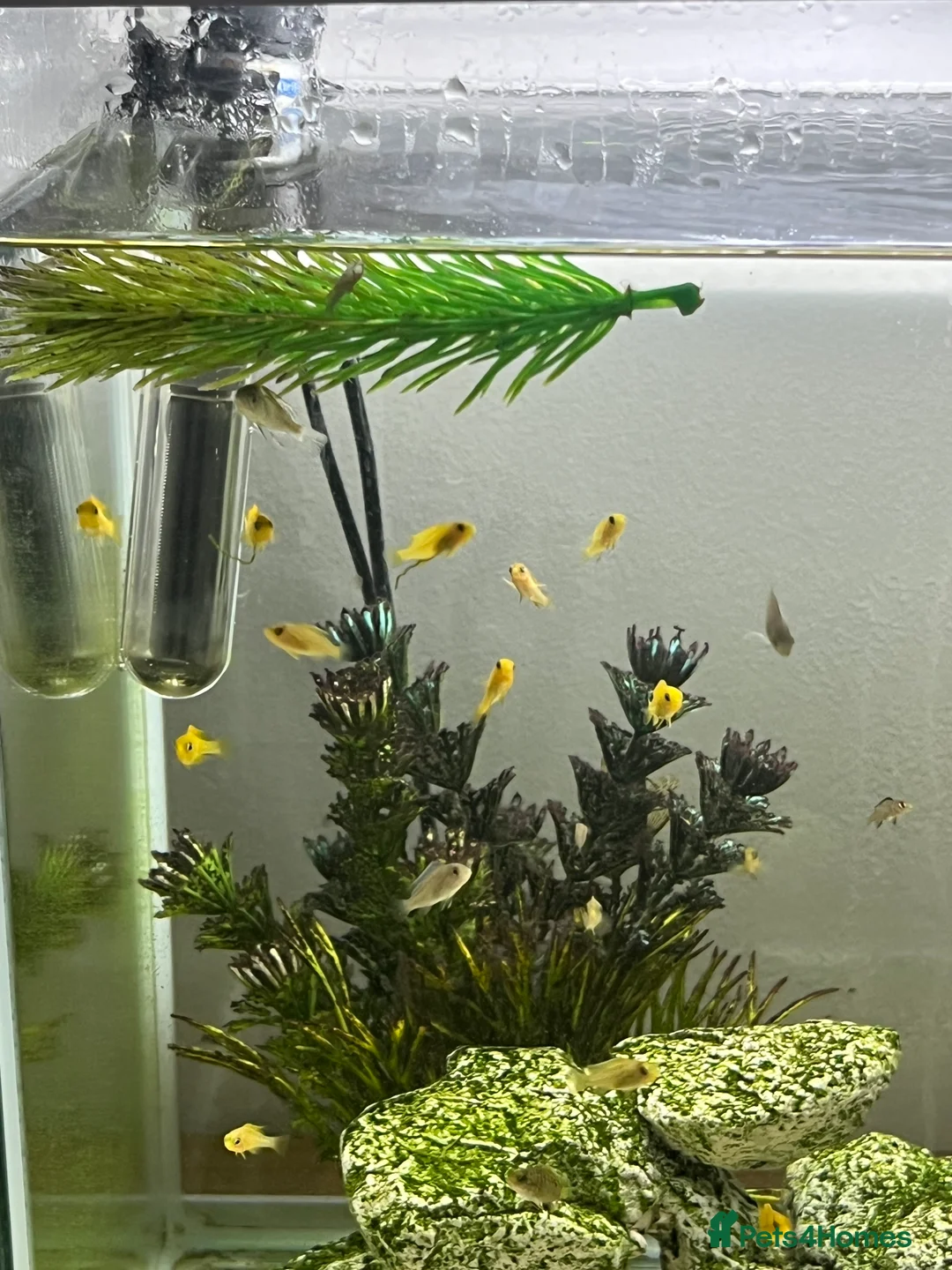 Cichlids fish for sale: Yellow lab cichlids in Teddington - Advert 2