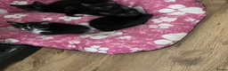 Mixed Breed cats for sale: Tess01 Sooty in Oldbury - Advert 6