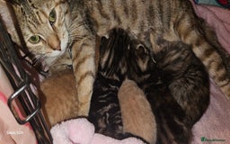 Mixed Breed cats for sale: 5 Bengal x Kittens–Glitter Coats,Beautiful Colours - Image 3