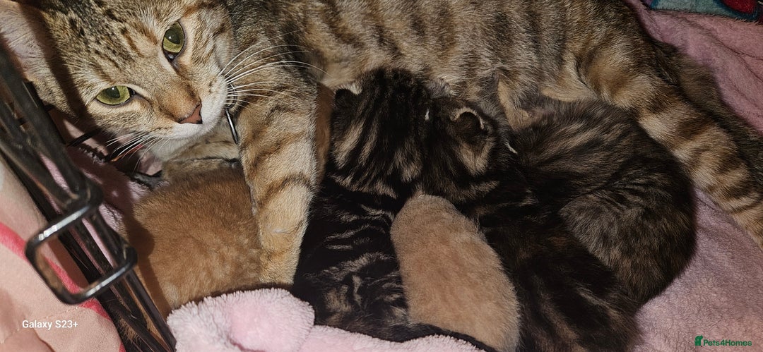 Mixed Breed cats for sale: 5 Bengal x Kittens–Glitter Coats,Beautiful Colours - Image 3
