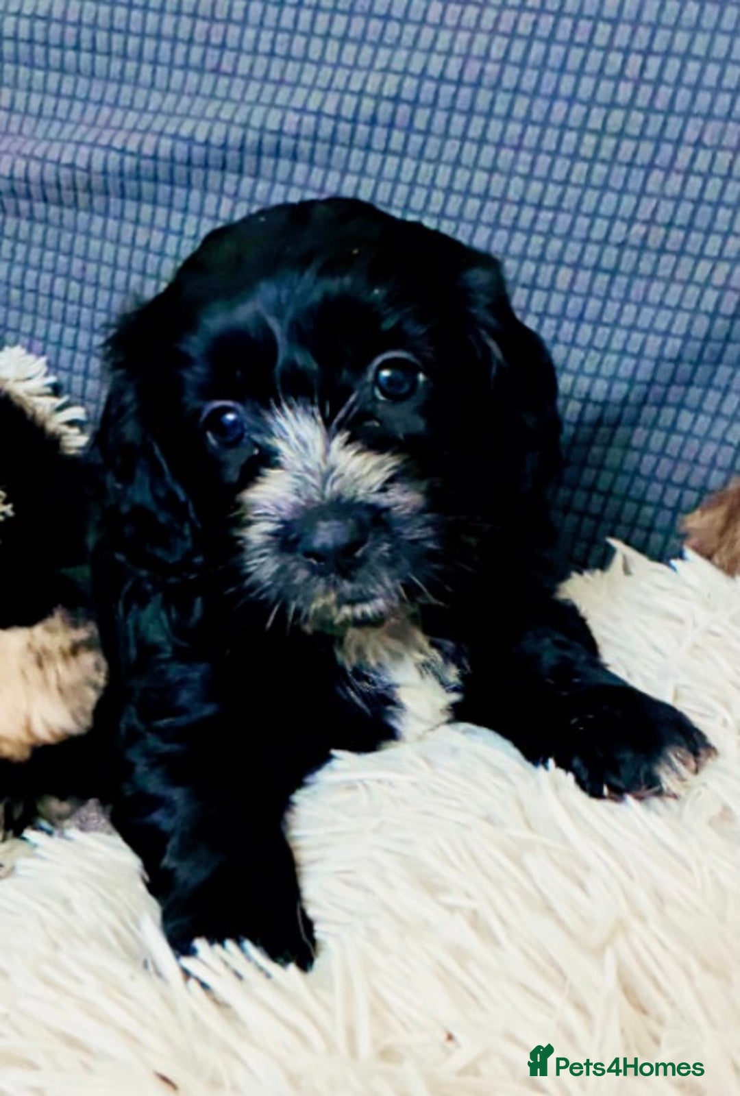 Mixed Breed dogs for sale: 6 Stunning Cock-a-chon puppies  - Advert 28