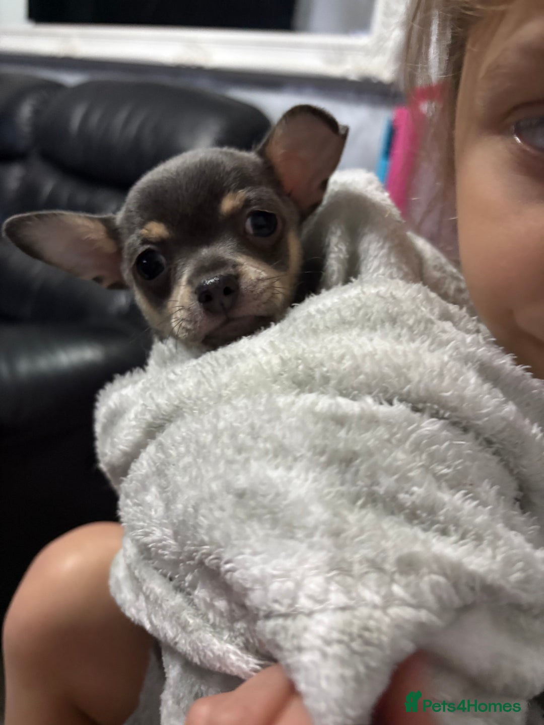 Chihuahua dogs for sale: Gorgeous Blue Boy Chihuahua  - Advert 2