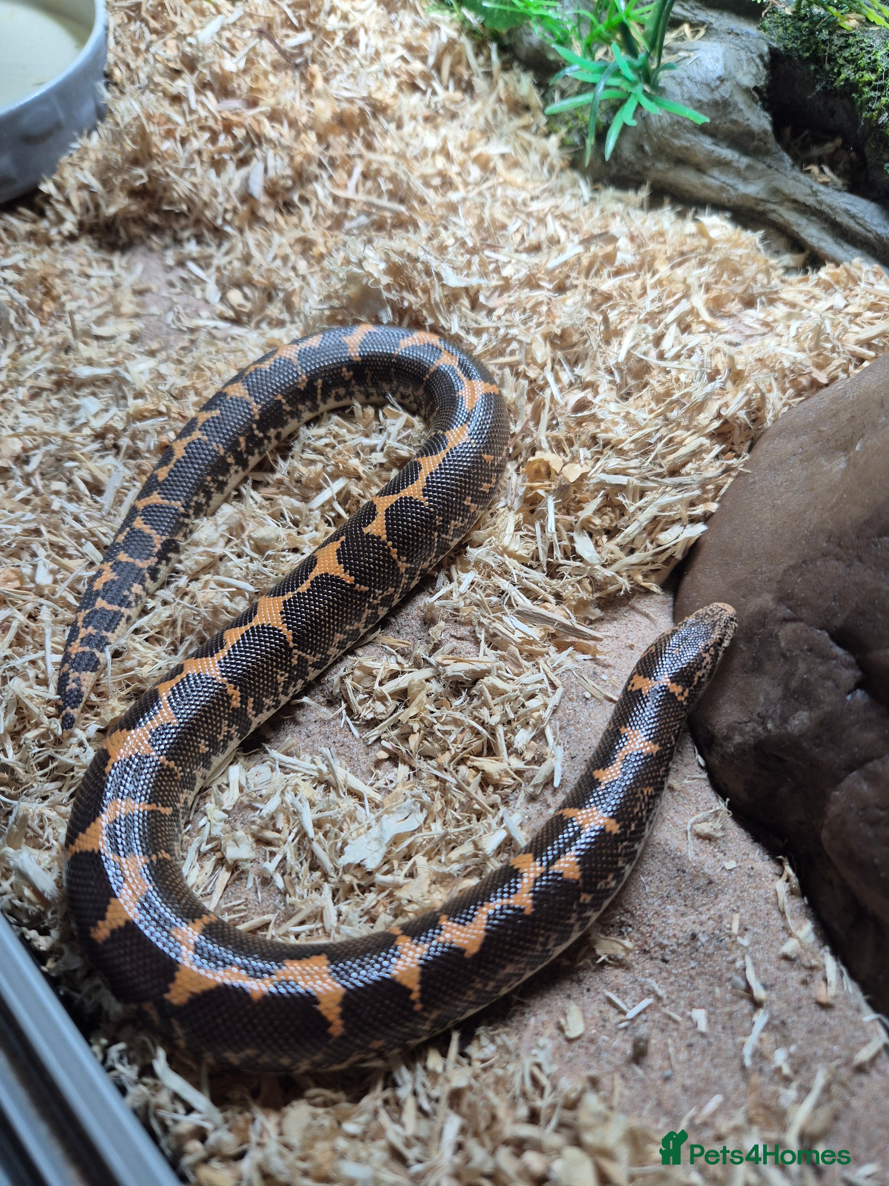 Boa Snake reptiles Sand boa with setup - Advert 2