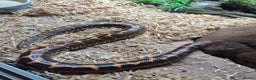 Boa Snake reptiles for sale: Sand boa with setup - Advert 1